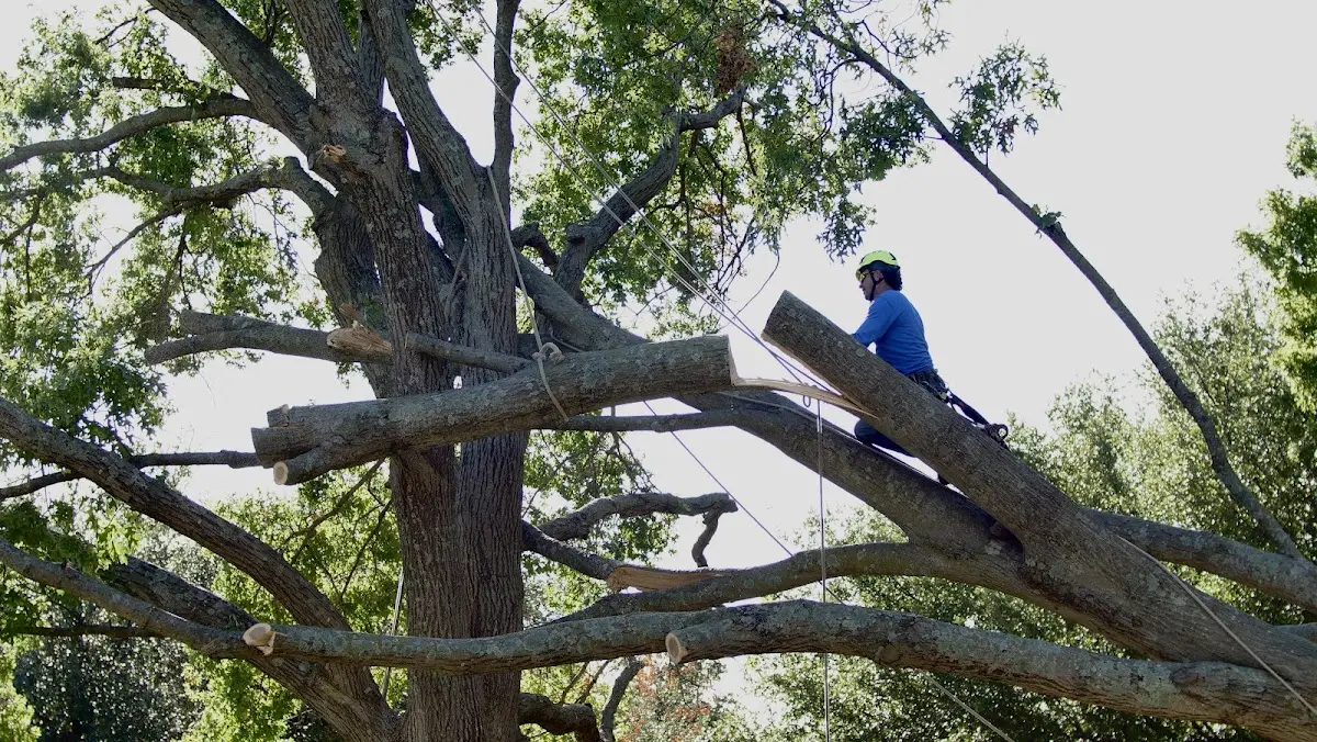 Professional Crown Thinning performed by certified arborists in Davidsonville