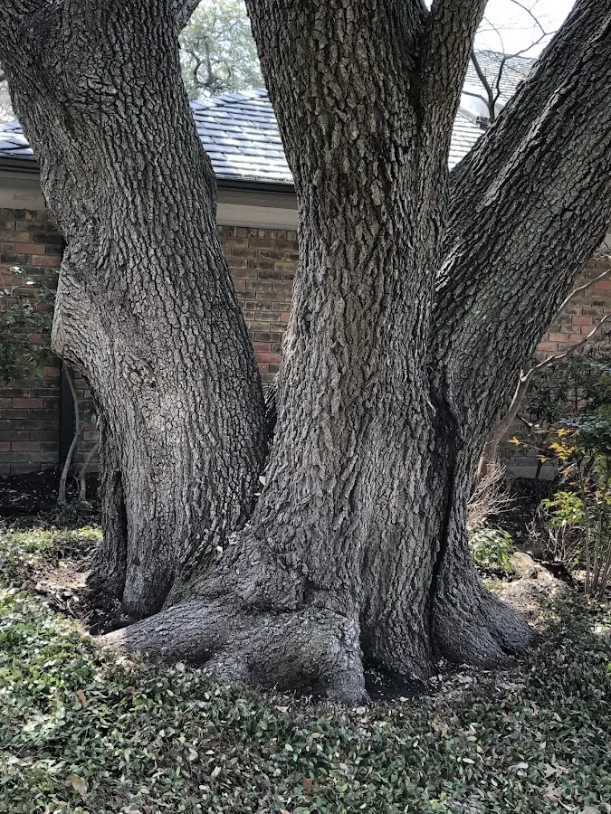 Mature heritage tree close to a Davidsonville property cared for by certified arborists